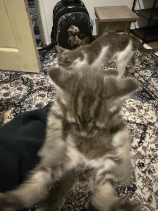 Отдам кошечек  бесплатно)))