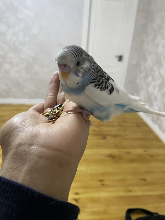 Ручные волнистые попуги