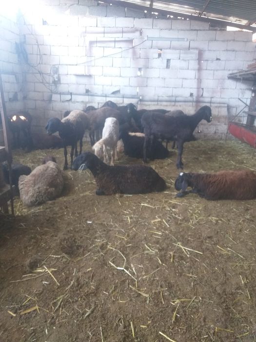 Семіз кой токты козылар