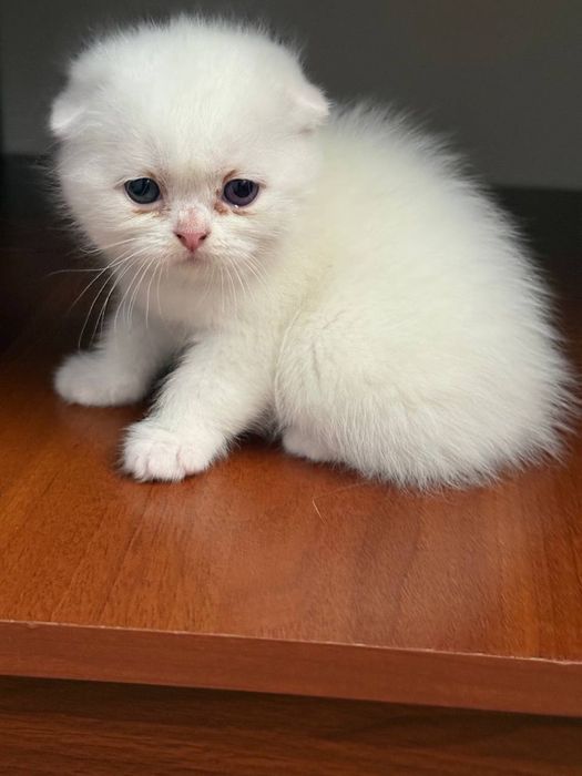 Продаю котят фолд