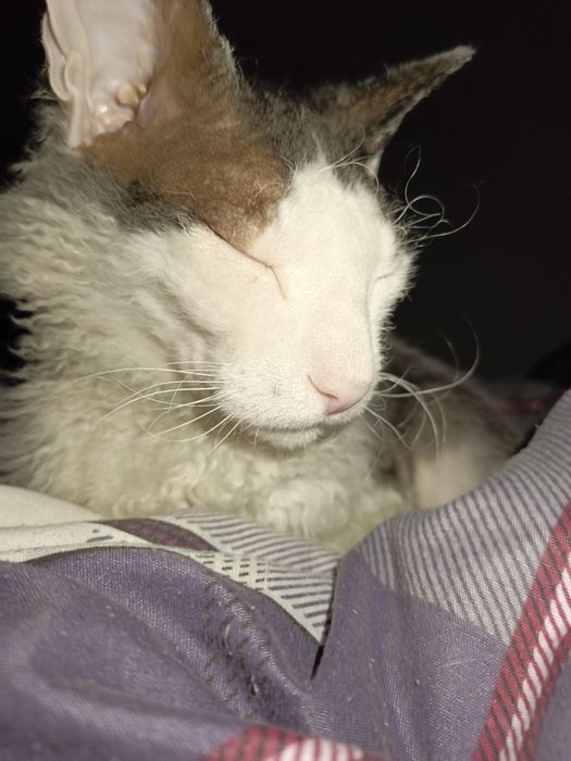 Кот сфинкс Корниш-рекс