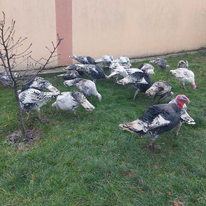 Curcani curci de vanzare