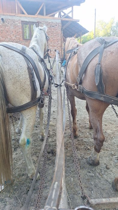 Vând  cal sur vârstă 8 ani