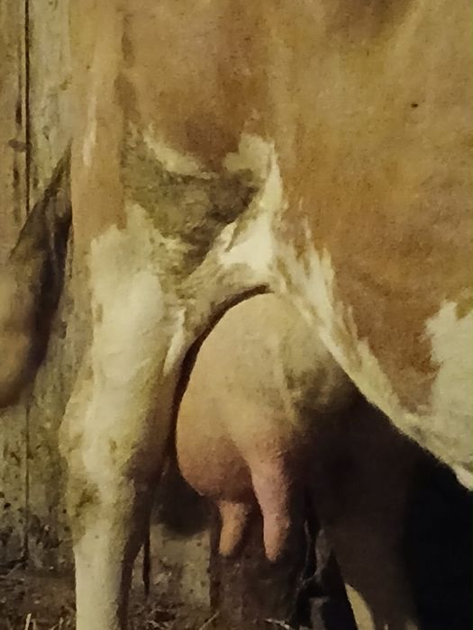 Vand vaca buna de lapte