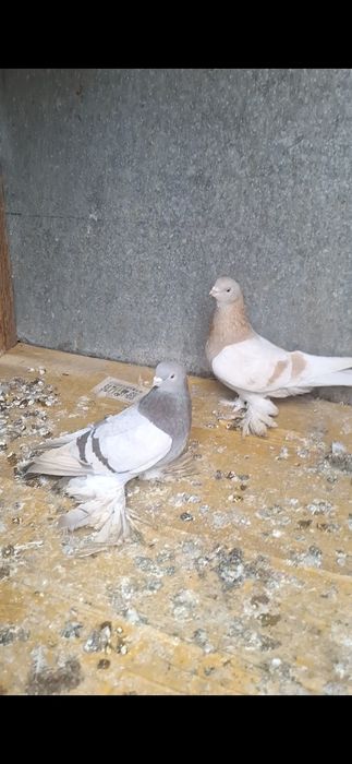 Голуби,  Голуби.