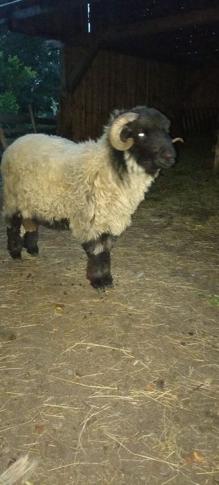 Vând Mior bucălău de Luncani