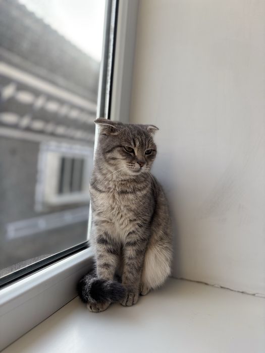 Кошка девочка очень красивая