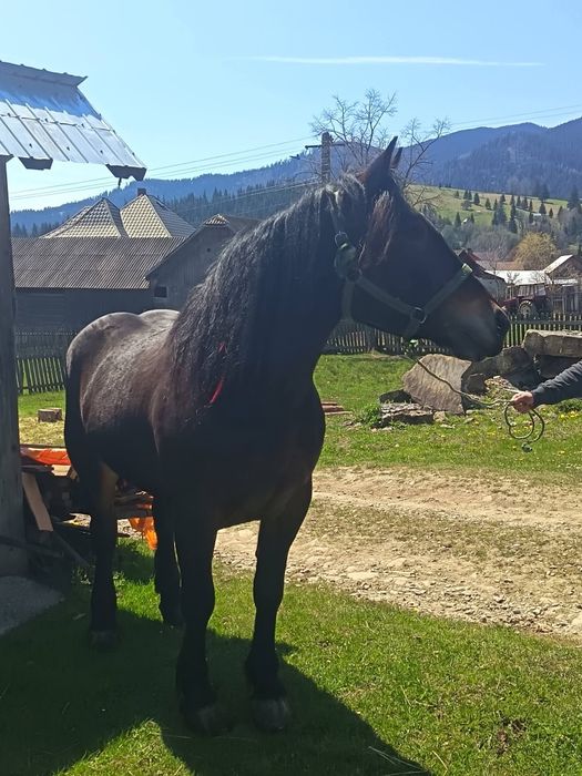 avand sau svhimb manza de 3 ani cu vitei sau vaci