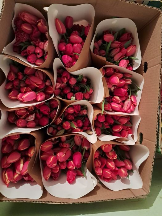 Тюльпан оптом акция