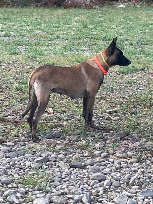 МАЛИНОА - белгийска овчарка