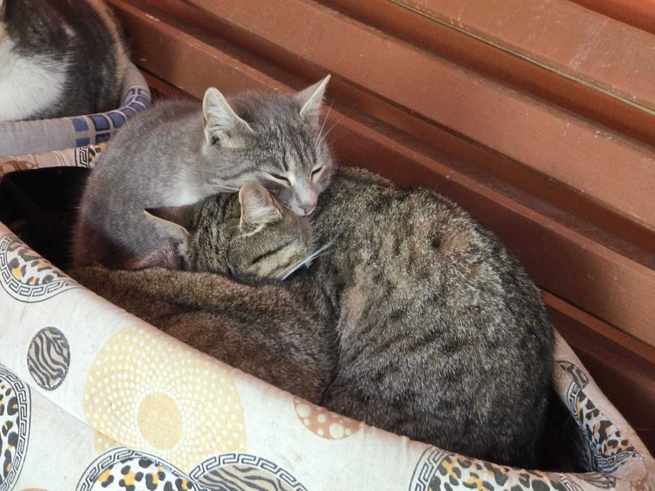 Adoptati un pisoi Craiova