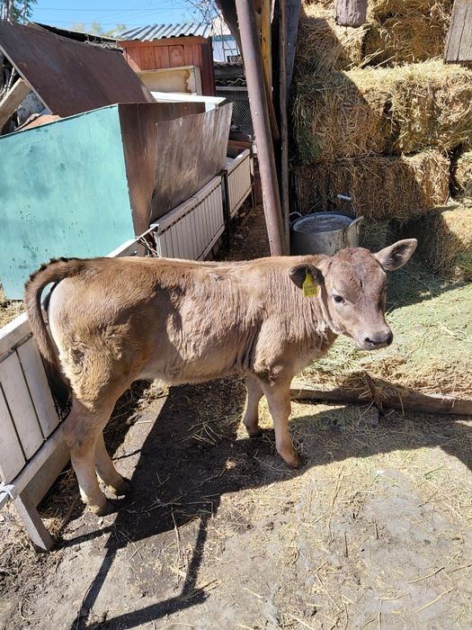 Породистые телята