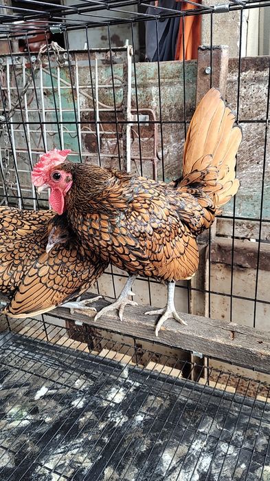 Vând familie sebrig