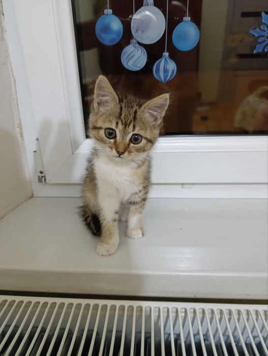 Пристраиваются котята СРОЧНО