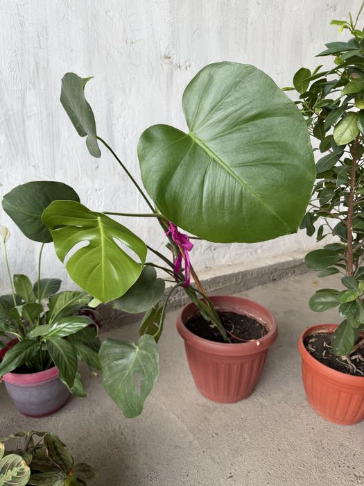 Цветы комнатные