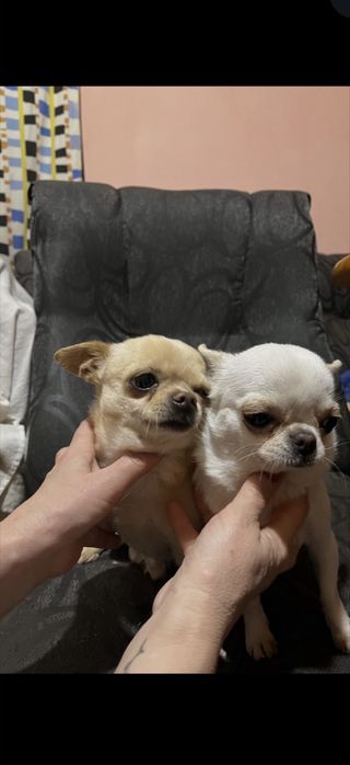 Мини чихуахуа.