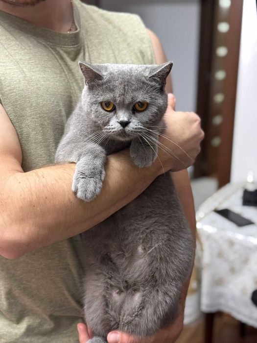 British shorthair tabby