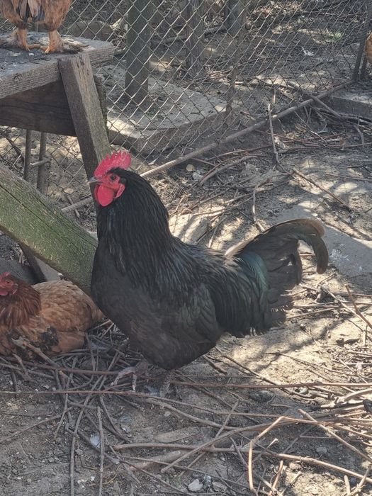 Vand cocos australorp negru