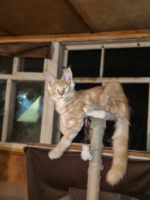 Котята породы Мейн-кун