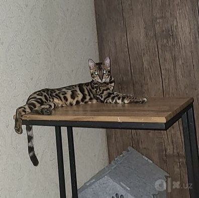 Бенгальская кошка