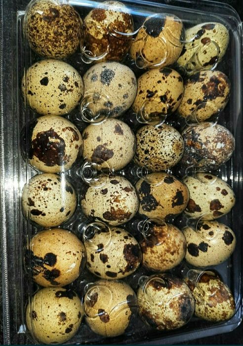 PREPELIȚE Slobizia,Ouă INCUBAT JAPONEZĂ GIGANT de vânzare, pui/tineret