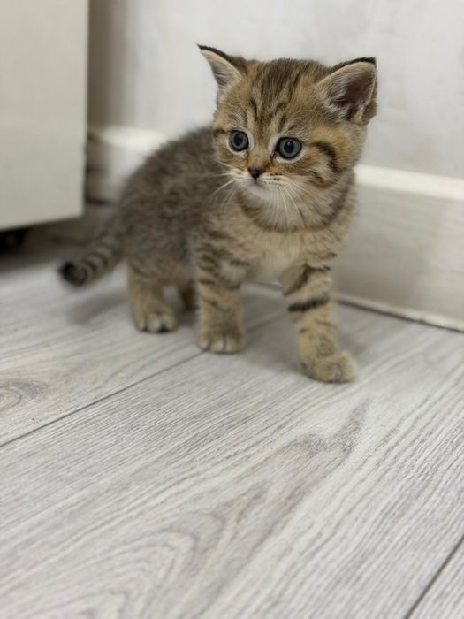 шотландская прямоухая кошка