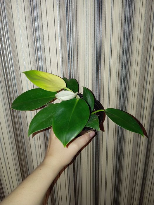 Продам Филодендрон