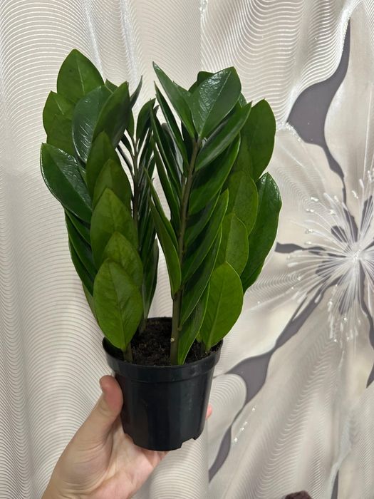 Комнатные цветы 8 марта