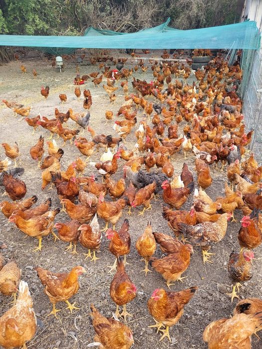 Ouă de găină producător local