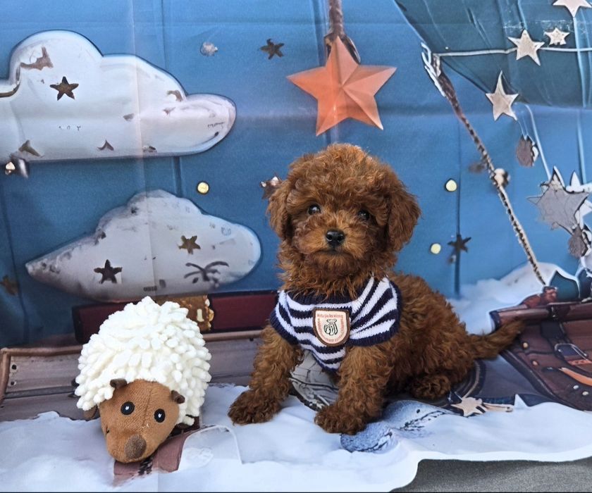 Пудел тйикъп /Пудел той /Poodle toy  генетичти тестове на родителште |Родословие