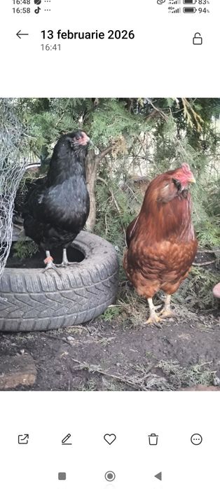 Oua incubat araucana sau amestecate olive