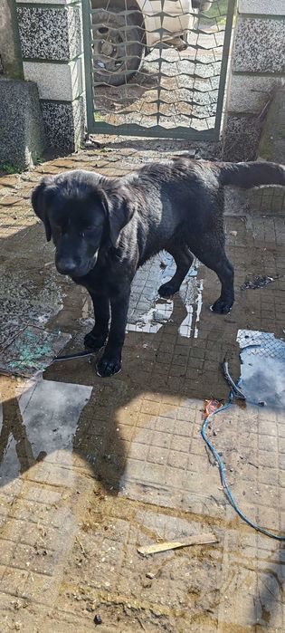 Продава се куче Лабрадор