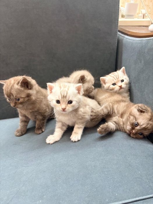 Кошка Скоттиш-фолд