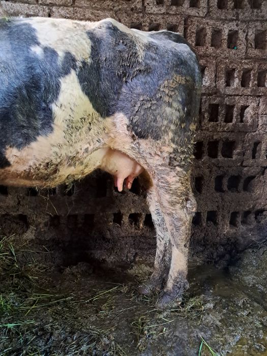 Vaca de vanzare de 2 ani