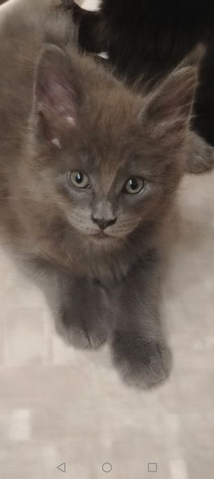 Котята из питомника