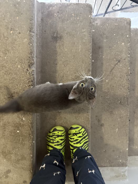 Котенок ищет дом