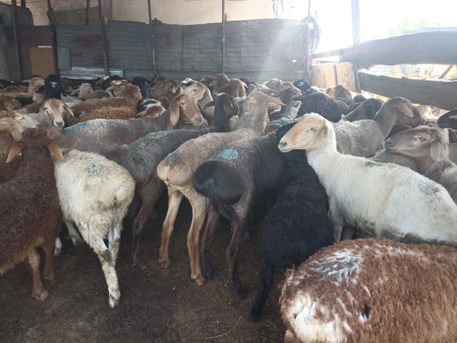 Қой,токты сатылады семиз