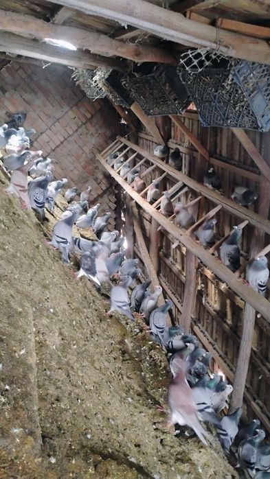 Vând porumbei poștaș