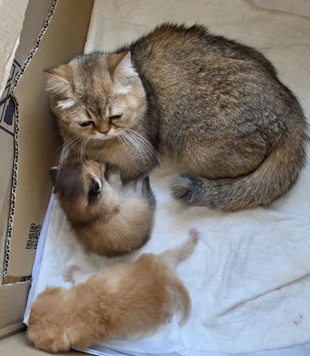 Свободни за резервация: Златна сенчеста чинчила и Златно тъби