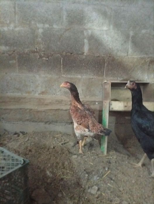 Дакен макёнлар сотилади