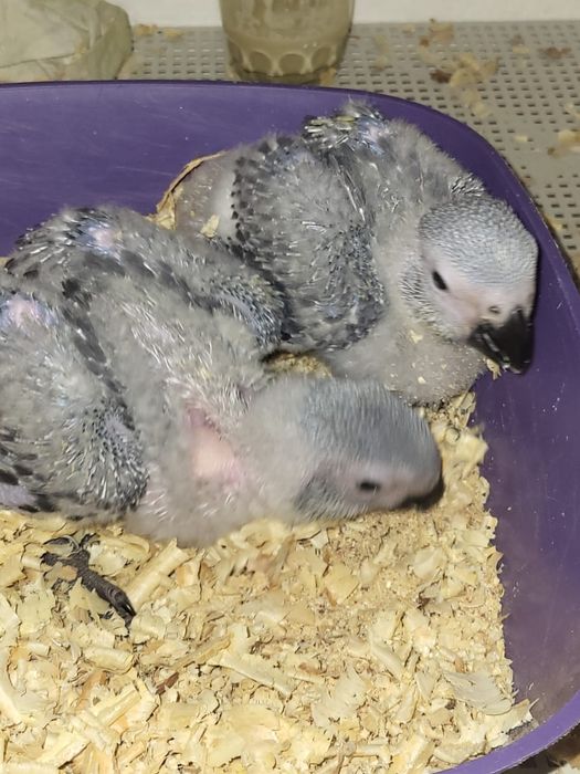 Попугаи Краснохвостый Жако