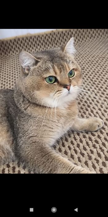 Продается котёнок