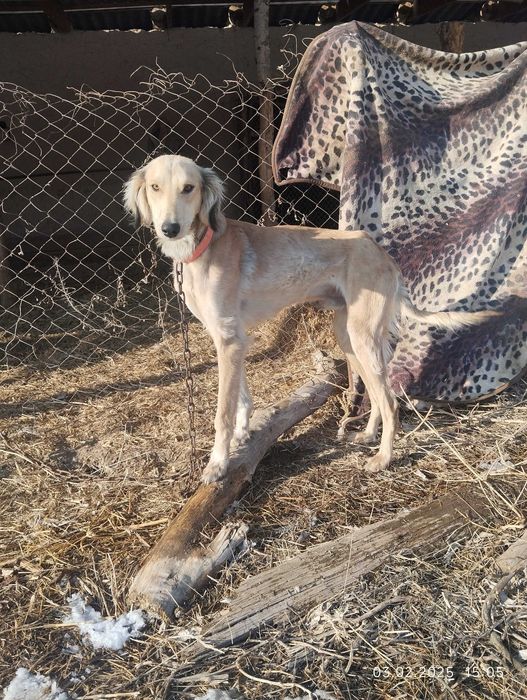 Құмай тазы 10 айлық