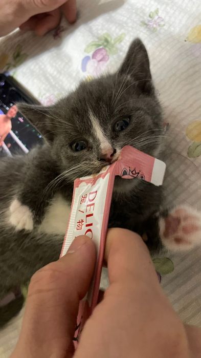 Британский котонёк продам срочно