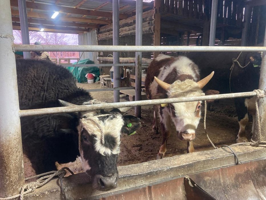 Бұқа сатылады тортеу