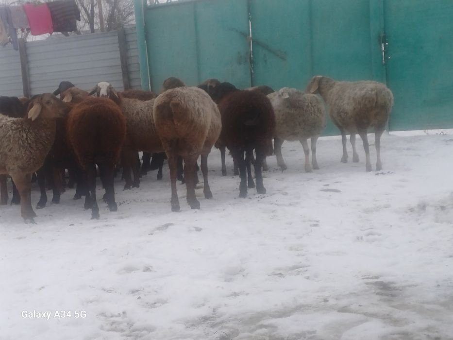 Қойлар сатылады.