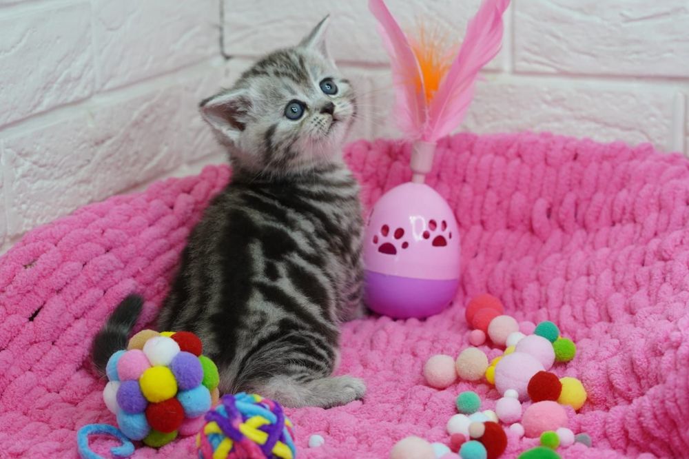 Шотландские котята