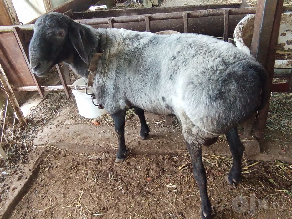 Кучкорлар сотилади