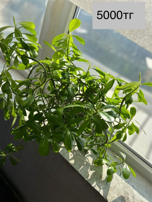 Красивве цветы для дома и офиса