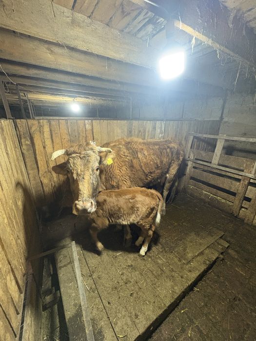 Корова молочный продается